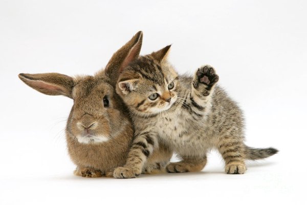 Кролик и кошка