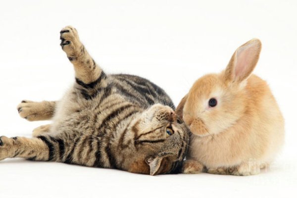 Котик и Зайка