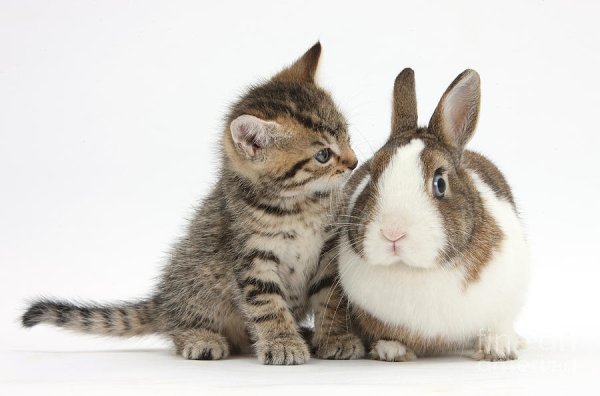 Табби кроликов