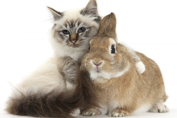 Кролик и кошка