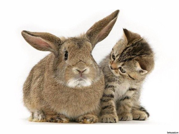 Котик и зайчик