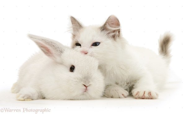 Котята и крольчата
