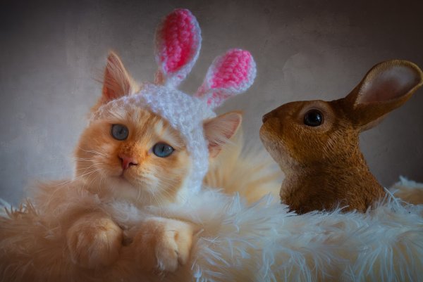 Зайчик и котенок