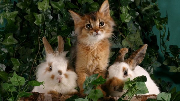 Котята и крольчата