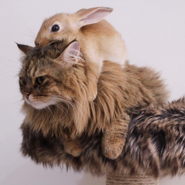 Кроличья кошка