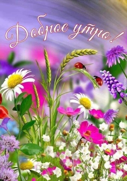 Доброе летнее утро