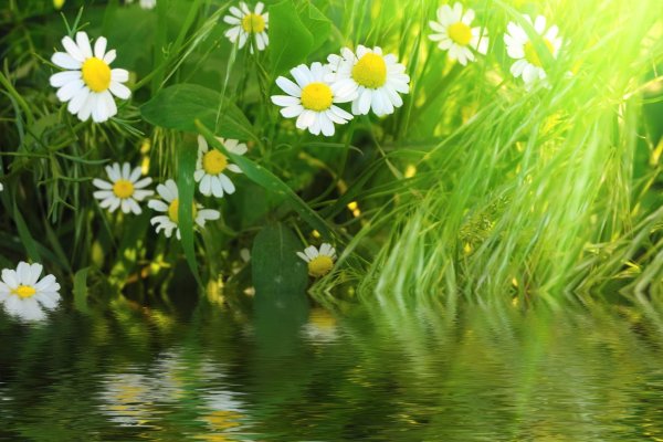 Летнее утро ромашки