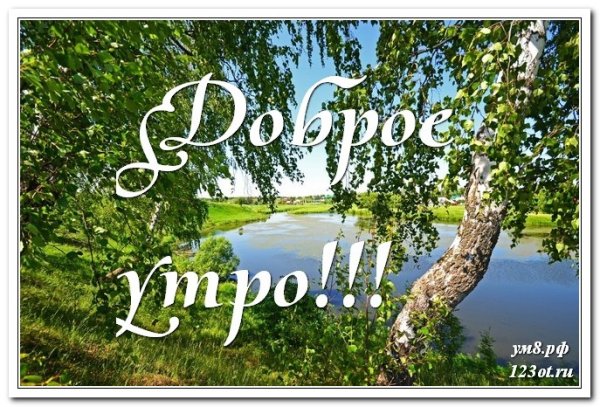 Доброе утро с березками