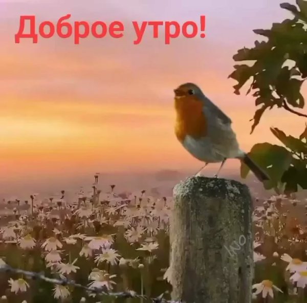 Доброе раннее утро