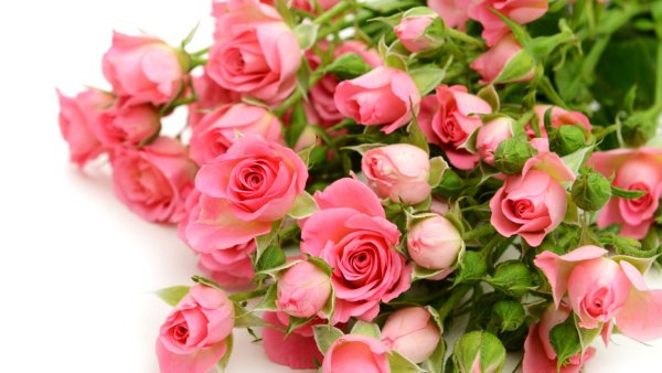 Розовые розы