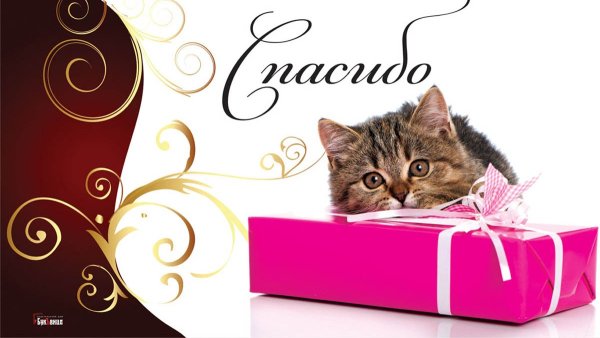 Открытки с днём спасибо