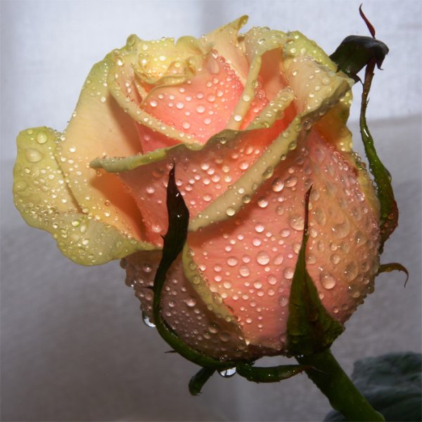 Открытки для поднятия настроения девушке