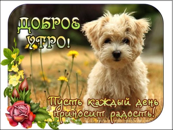 Открытки с добрым утром с собачками