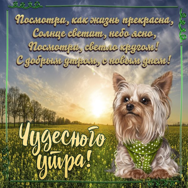 Добрые пожелания с собачками