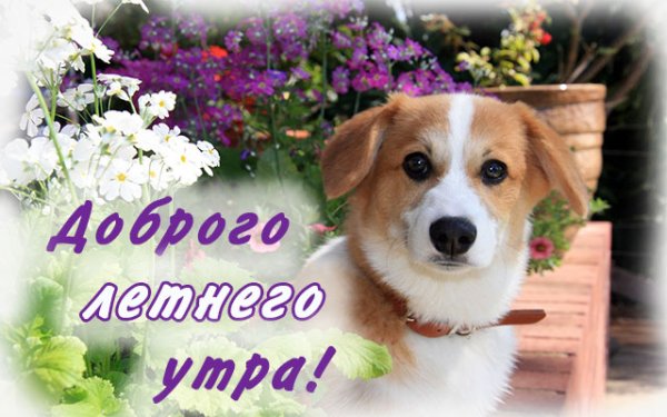 Доброе утро среда собаки