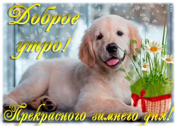 С добрым утром ретривер