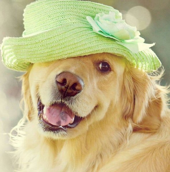 Хорошего настроения собаки