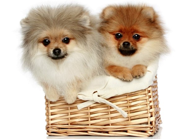 Шпиц терьер померанский