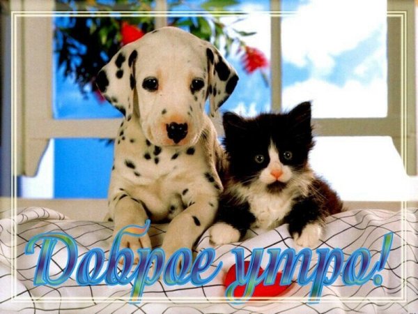 Доброе утро с котятами и щенятами