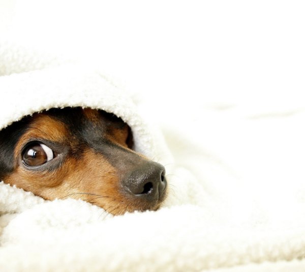 Одеялизировать с утра