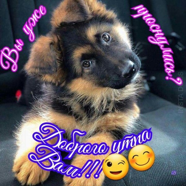 Доброе утро овчарка