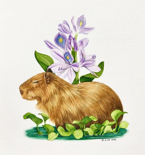 Арты с Капибарами