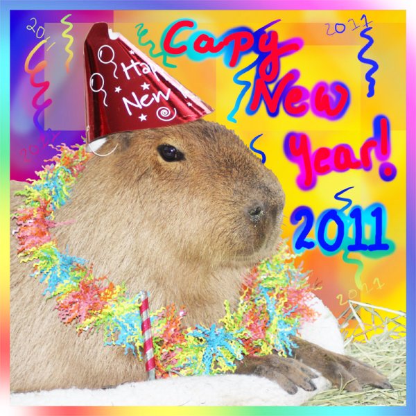 Капибара аниме ава