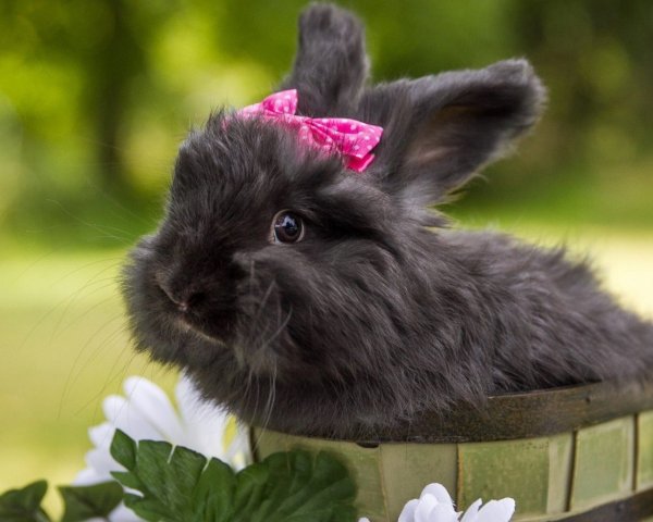 Морда кролика картина