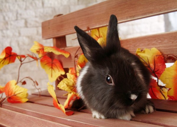 Винтажный заяц