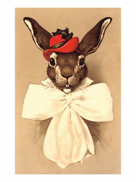 Маленький чёрный кролик