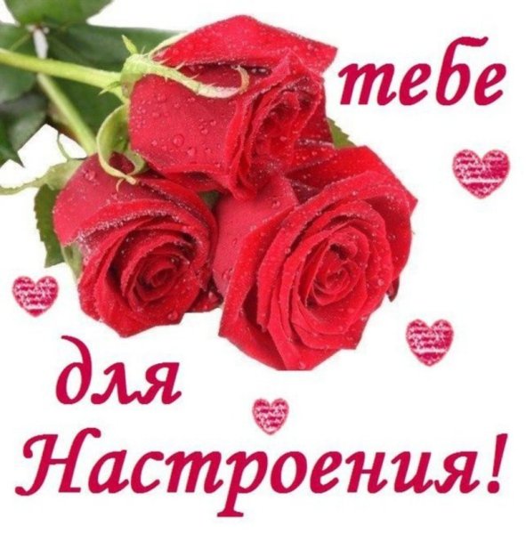 Открытки отличного дня с котиками