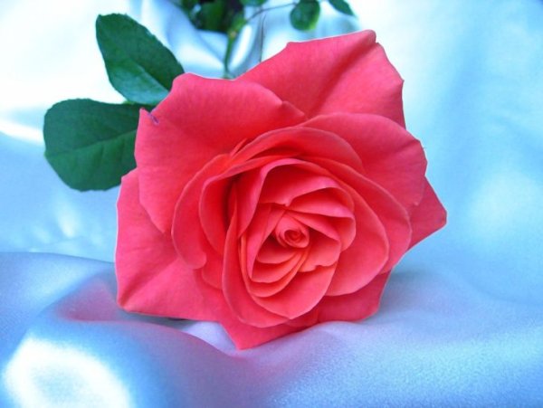 Взаимно цветы