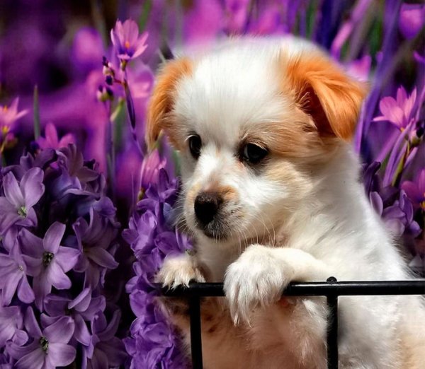 Добрый вечер собачки