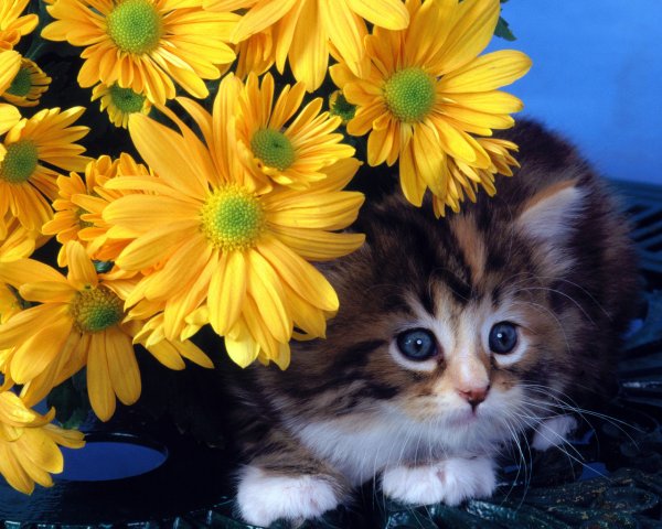 Котенок в цветах