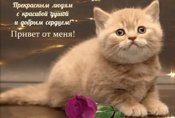 Открытки привет