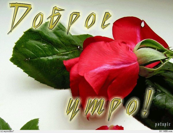 Пожелания с добрым утром любимой