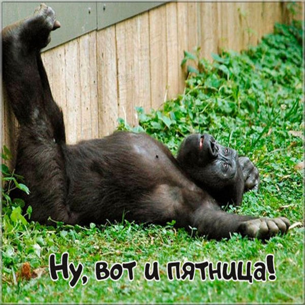 Открытки с пятницей прикольные