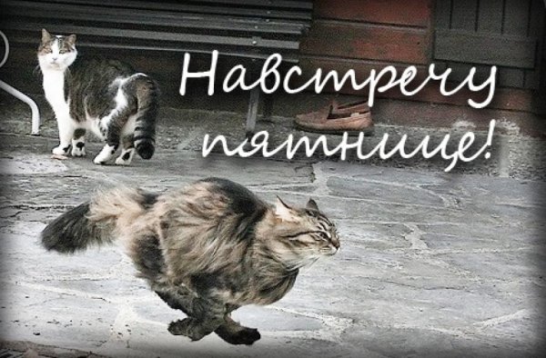 Пятница юмор