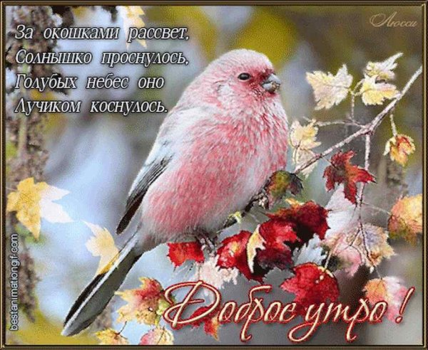 Доброе ноябрьское утро и хорошего дня