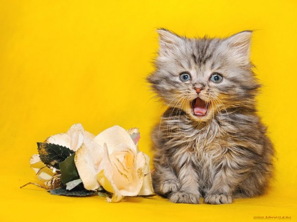 Красоточка открытка