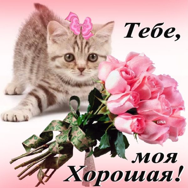 Открытка красавец