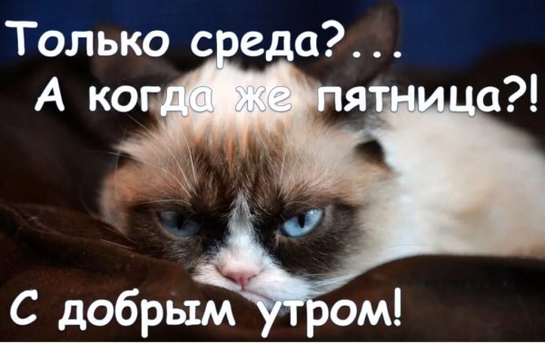 Доброе утро среда прикольные