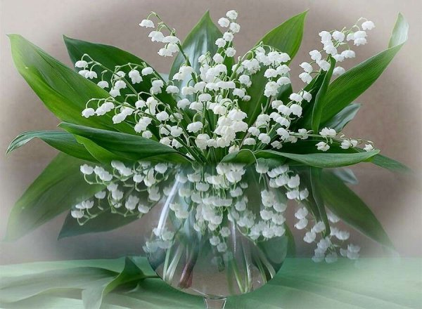 Открытки с ландышами