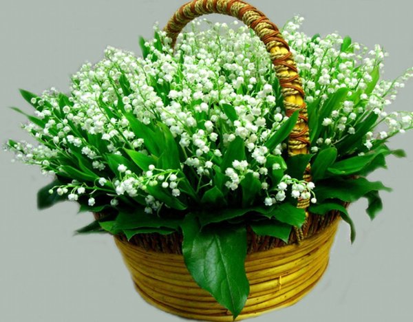 С днём рождения Ландыши