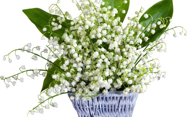 Ландыши сирень тюльпаны