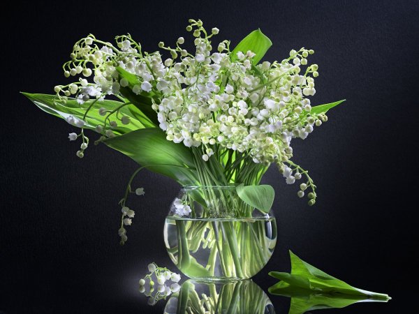 Ландыши Голландия