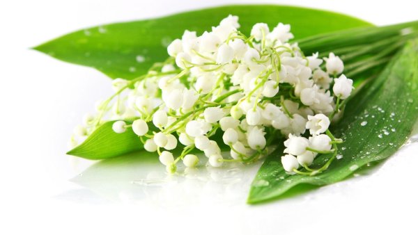 Открытки с ландышами