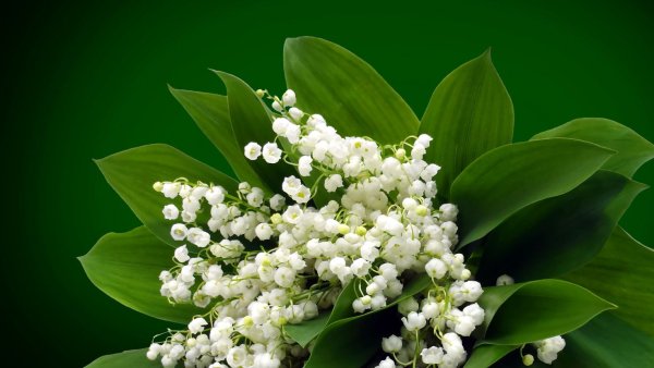 Весенний букет с ландышами