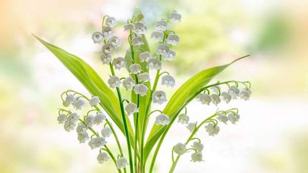 Роскошный букет ландышей