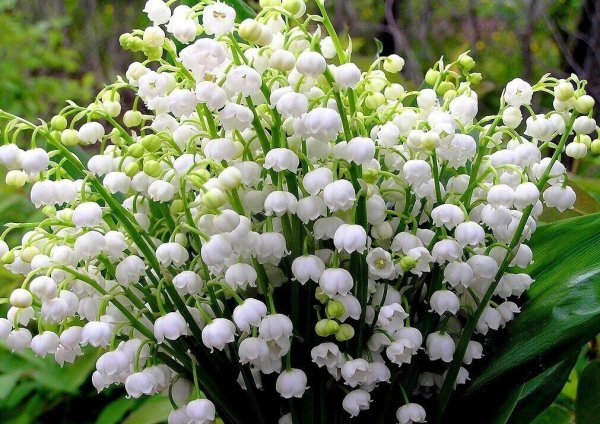 Ландыш Майский корзинка